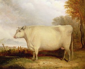 White, Short-horned Cow in a Landscape